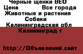 Черные щенки ВЕО › Цена ­ 5 000 - Все города Животные и растения » Собаки   . Калининградская обл.,Калининград г.